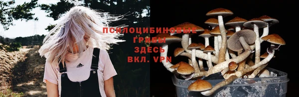 прущие грибы Пролетарск